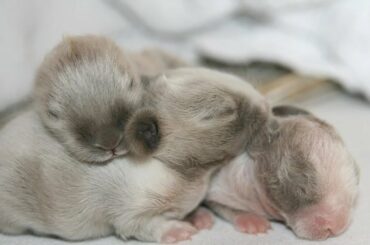 The Cutest Adorable Baby Bunny - Funny Baby Rabbits