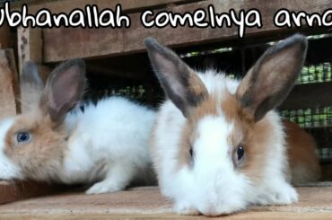 19 ekor arnab comel | Cute bunny