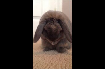 Cute Mini Lop Rabbit Washing Ears 2