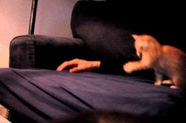 Rasputan (Baby Cabbit, Half Cat/Half Rabbit)