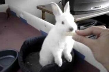 Sweet rabbit, Sorina