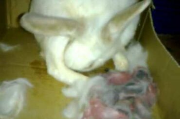 my rabbit giving birth to 6 baby.mp4