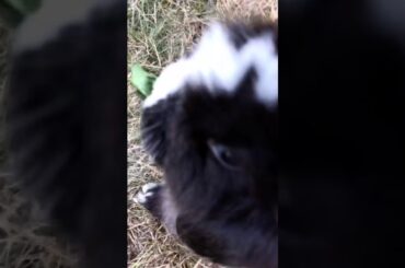 Meet my cute holand lop bunny