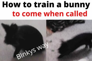how to train a bunny to come when called 'binkys way'