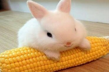 Funny and Cute Baby Bunny Rabbit Videos 🐇 Baby Animal Video Compilation 2020