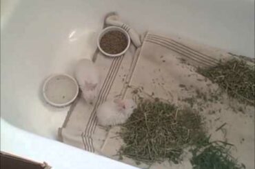 How to raise a baby bunny, part 5