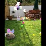 Cute baby animals playing In garden|video by baby animals channel
