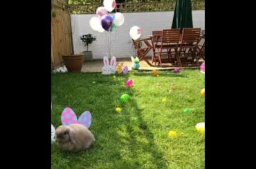 Cute baby animals playing In garden|video by baby animals channel