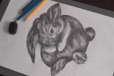 Drawing Bunny | using HB pencil 4B & 6B pencil