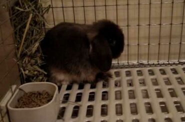 Our cute Holland Lop bunny Nacho Supreme's first bath