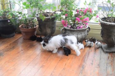 English Angora With 9 Baby Bunnies- Breakfast On The Run