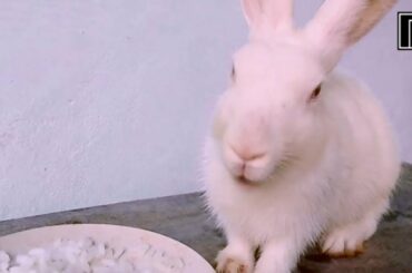 Rabbit Eating Rice | Do Rabbit Likes Rice ? Can Rabbit Eat Rice ? Cute Little Bunny Eating Rice