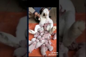 Rabbit with his family so cute 😍