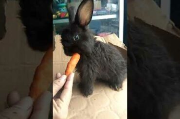 Welcome my cute baby rabbit, black black ~ i love it.. "alpha"