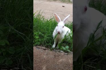 My cute rabbit