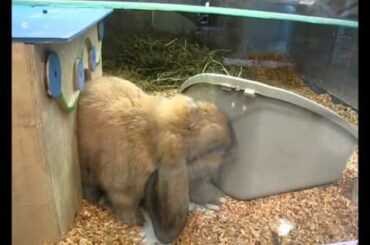 Very Cute Rabbit in Faunatar (and some chicks)