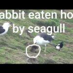 Rabbit eaten whole by the Seagull