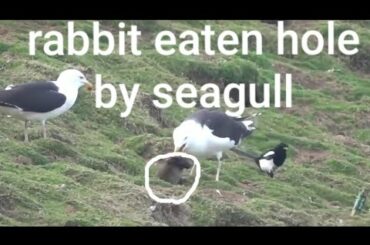 Rabbit eaten whole by the Seagull
