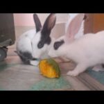 Funny And cute Rabbits, Rabbits Eiting the Mango, الأرنب يأكل المانجو