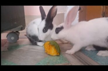 Funny And cute Rabbits, Rabbits Eiting the Mango, الأرنب يأكل المانجو