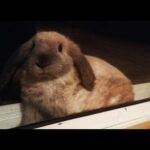 Cutest Rabbit Ever Stuck Between Glass Doors! - Mini Lop bunny 8 weeks old #3