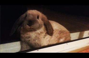Cutest Rabbit Ever Stuck Between Glass Doors! - Mini Lop bunny 8 weeks old #3