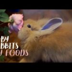 Baby Rabbits Try Things For The FIRST TIME