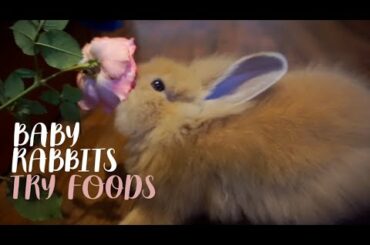 Baby Rabbits Try Things For The FIRST TIME
