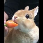 Cute rabbit ❤️😍 🥕🥕أرنب لطيف