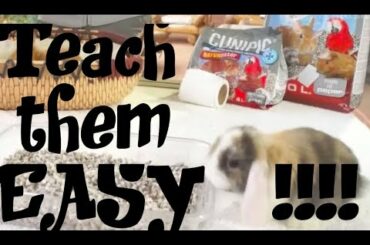 RABBITS - How to make our rabbit pee and poo in the corner?