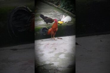 Cute rabbit eating 😍