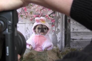 Cutest Pug Easter Bunny
