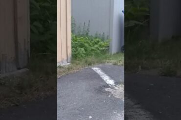 Cute wild bunny rabbit