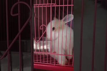 Funny Baby play with Rabbit Videos Episode 01-Cute Rabbits Compilation 2020. #Cute_Rabbit baby