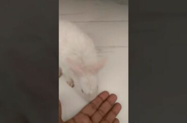 Cute Rabbit 🐇🐇🐇🐇