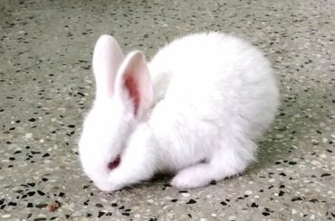 Introducing New Member to the Family of Parrot World | Bunny the 45 Day old Rabbit 🐇 #ParrotWorld