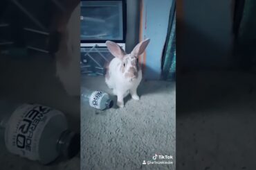 Cute Bunny Stretching (tiktok upload)