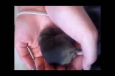 4 day old baby bunnies!!!