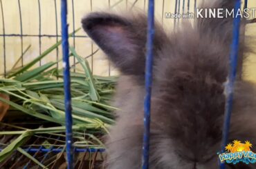 Cute Bunny Rabbit - Relaxing Music