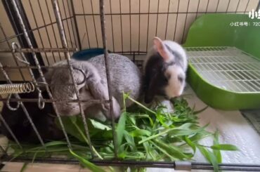 小兔子们好可爱！Cute baby bunnies!