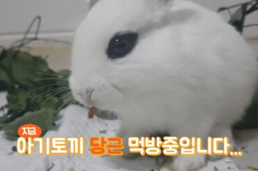 [별이네농장 ] A very little Carrot-eating baby rabbit - 당근한조각먹는 시간 5분 so Cute !!