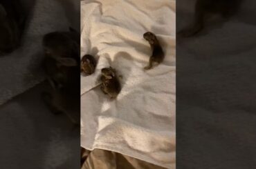Adorable Baby Bunnies 🐰