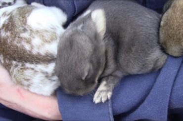 Baby Bunnies Super Cute!