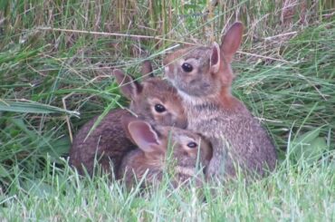 Baby Bunnies on their Own