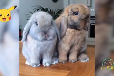 excited baby goat/ jiggly nose bunnies/ stunting puppy | cute animals