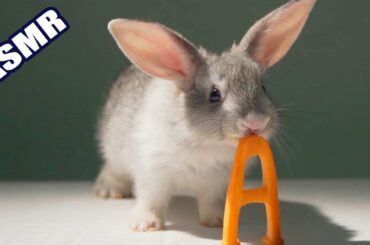 Pets ASMR 🥕🐇 Rabbit Eating Carrot A
