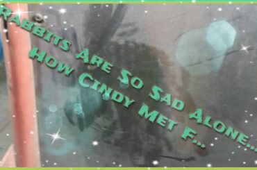Rabbits Are So Sad Alone... How Cindy Met F...