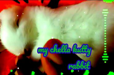 Cute baby rabbits 🥰the cuppy cake😍you are my honey🥰kids song🥰 muyalkutti 🥰animal lover