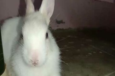 Muyalkutti 🥰Cute rabbits 🥰baby rabbits funny videos 🥰engeum kadhal🥰
