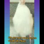 #cuterabbit #rabbit #bunny   Funny and Cute Baby Boy Bunny Rabbit Videos Compilation - Cute Rabbit